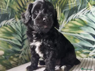 Cavapoo dogs Little fluffs available in two weeks - Advert 4