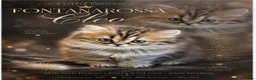 Scottish Fold cats for sale: Stunning Scottish fold straight kitten - Advert 3