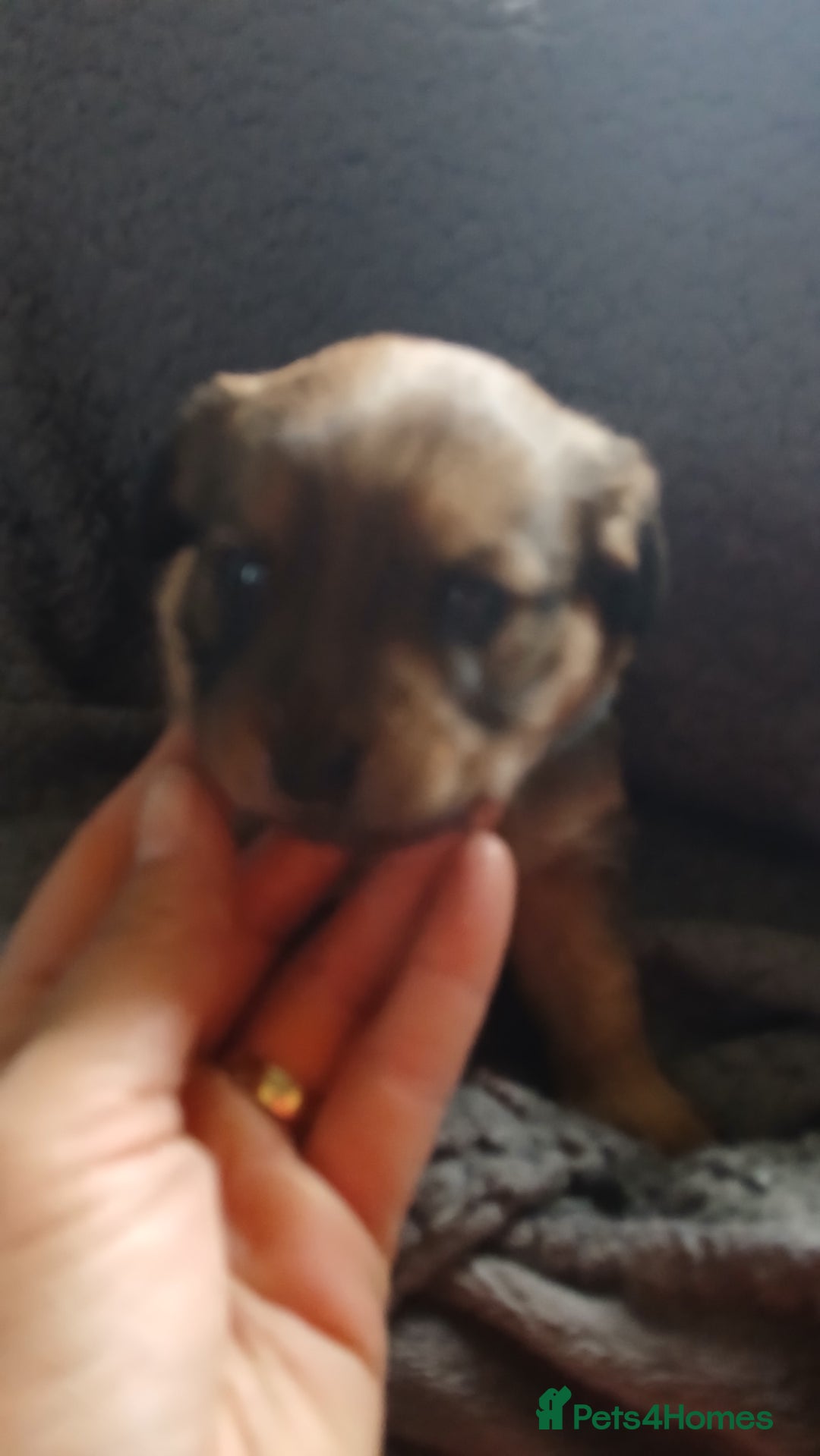 Mixed Breed dogs for sale: Patterpoo puppies - Advert 7