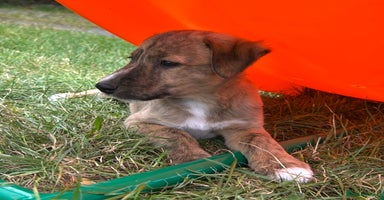 Mixed Breed dogs - Advert 10
