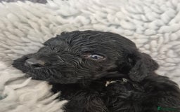 Cockapoo dogs for sale: cockapoo - Image 9