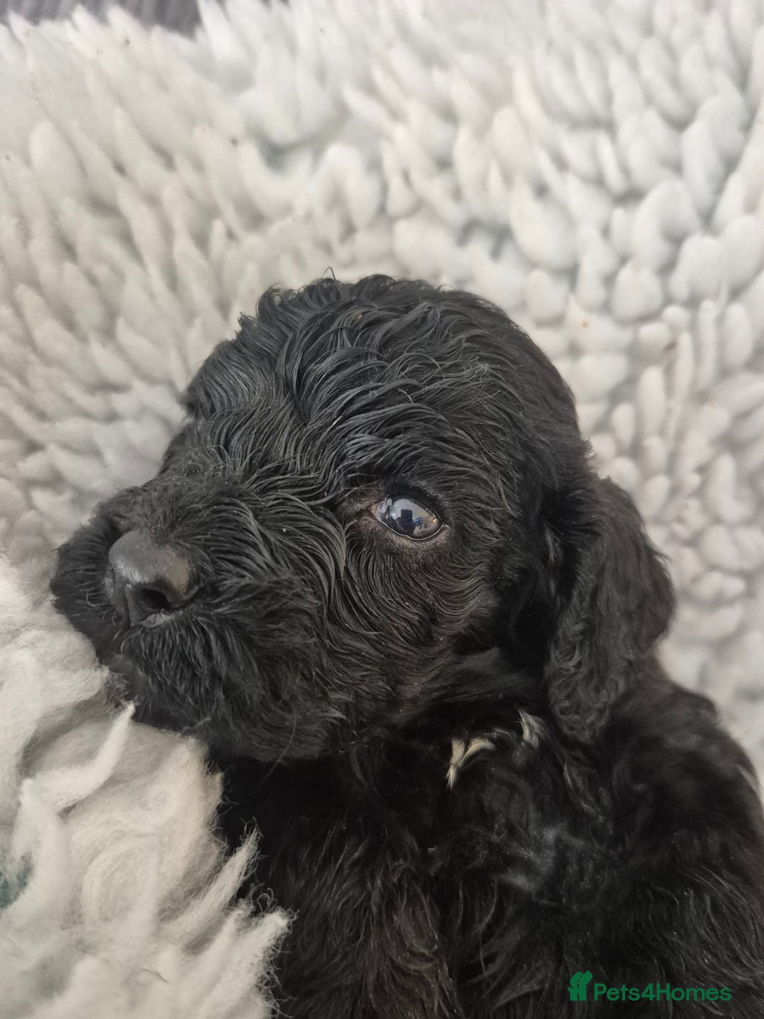 Cockapoo dogs for sale: cockapoo - Image 9