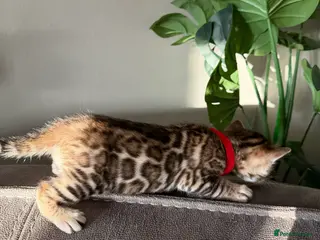 Bengal cats Beautiful Pedigree Bengal kittens for sale - Advert 6