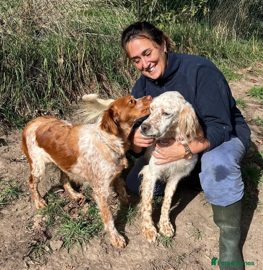 English Setter dogs for adoption: Lar   - Advert 9
