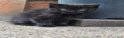 Mixed Breed cats for sale: Beautiful Kittens Ready for Their New Homes - Advert 11