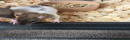 Rat rodents for sale: 3 female rats - Advert 3
