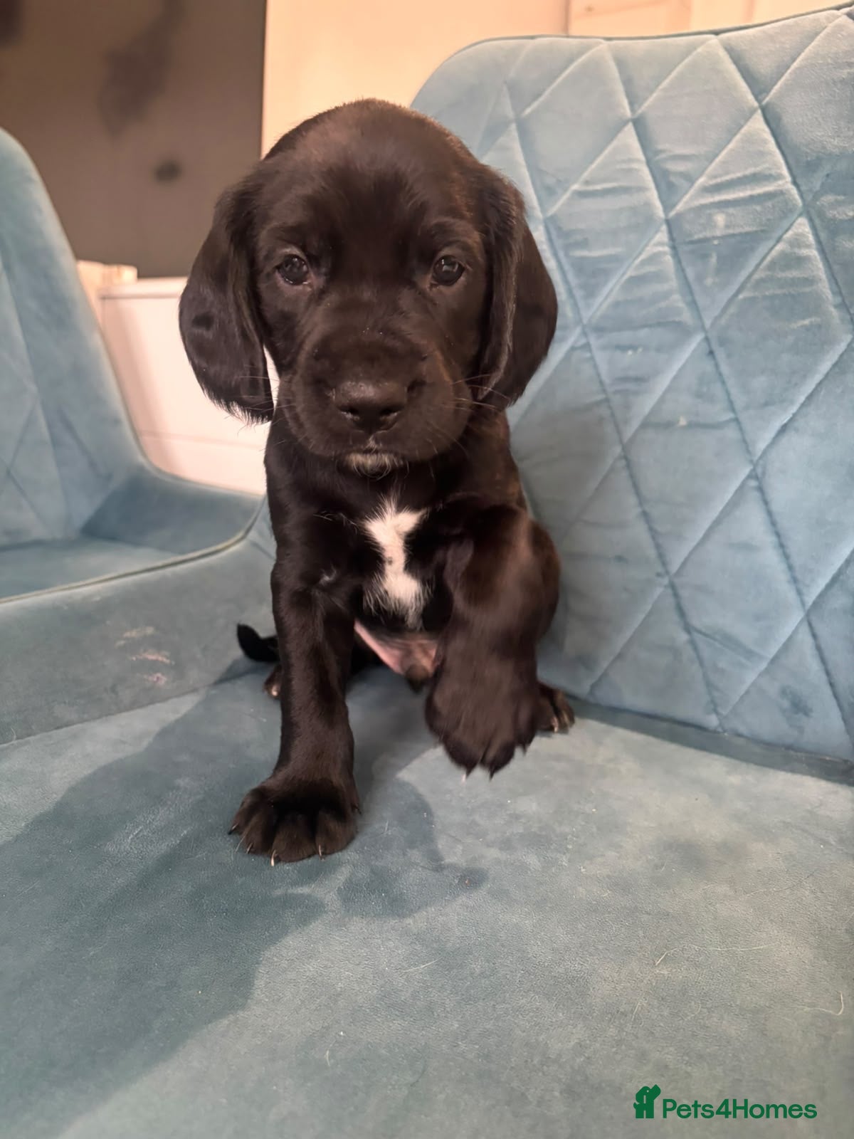 Cockerdor dogs 🐾 9 BEAUTIFUL COCKERDOR PUPPIES FOR SALE 🐾 - Advert 3