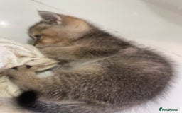 British Shorthair cats for sale: Fabulous, playful and healthy BSH kittens, rare - Image 34