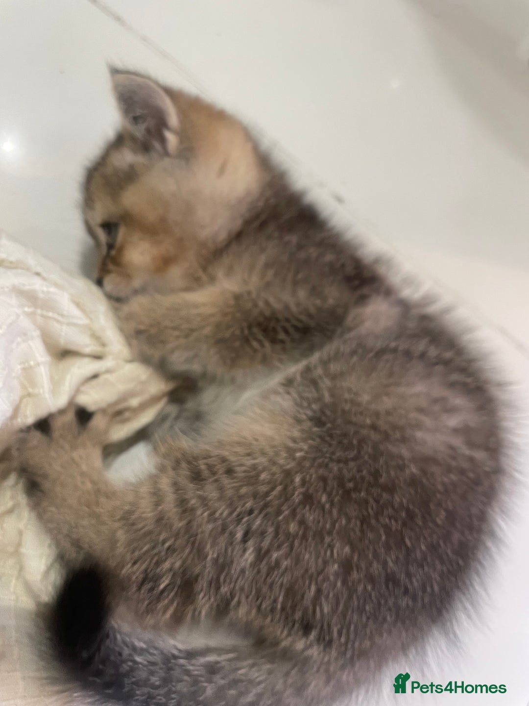 British Shorthair cats for sale: Fabulous, playful and healthy BSH kittens, rare - Image 34