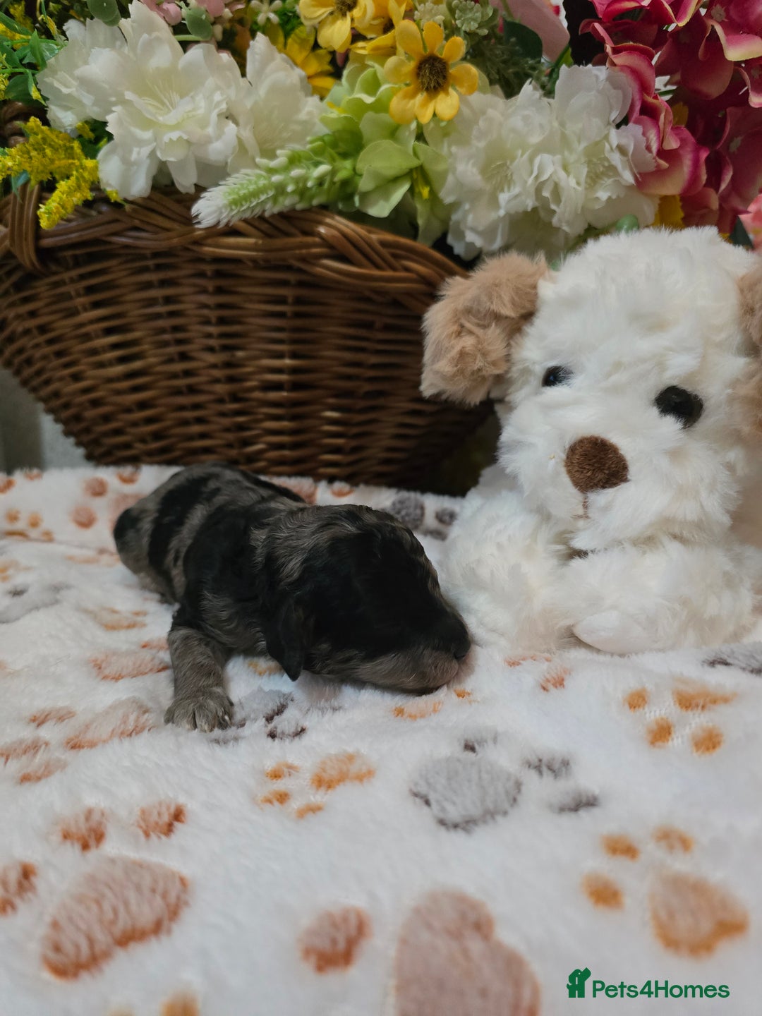 Cavapoo dogs for sale: Beautiful fully health tested cavapoo puppies  - Advert 13