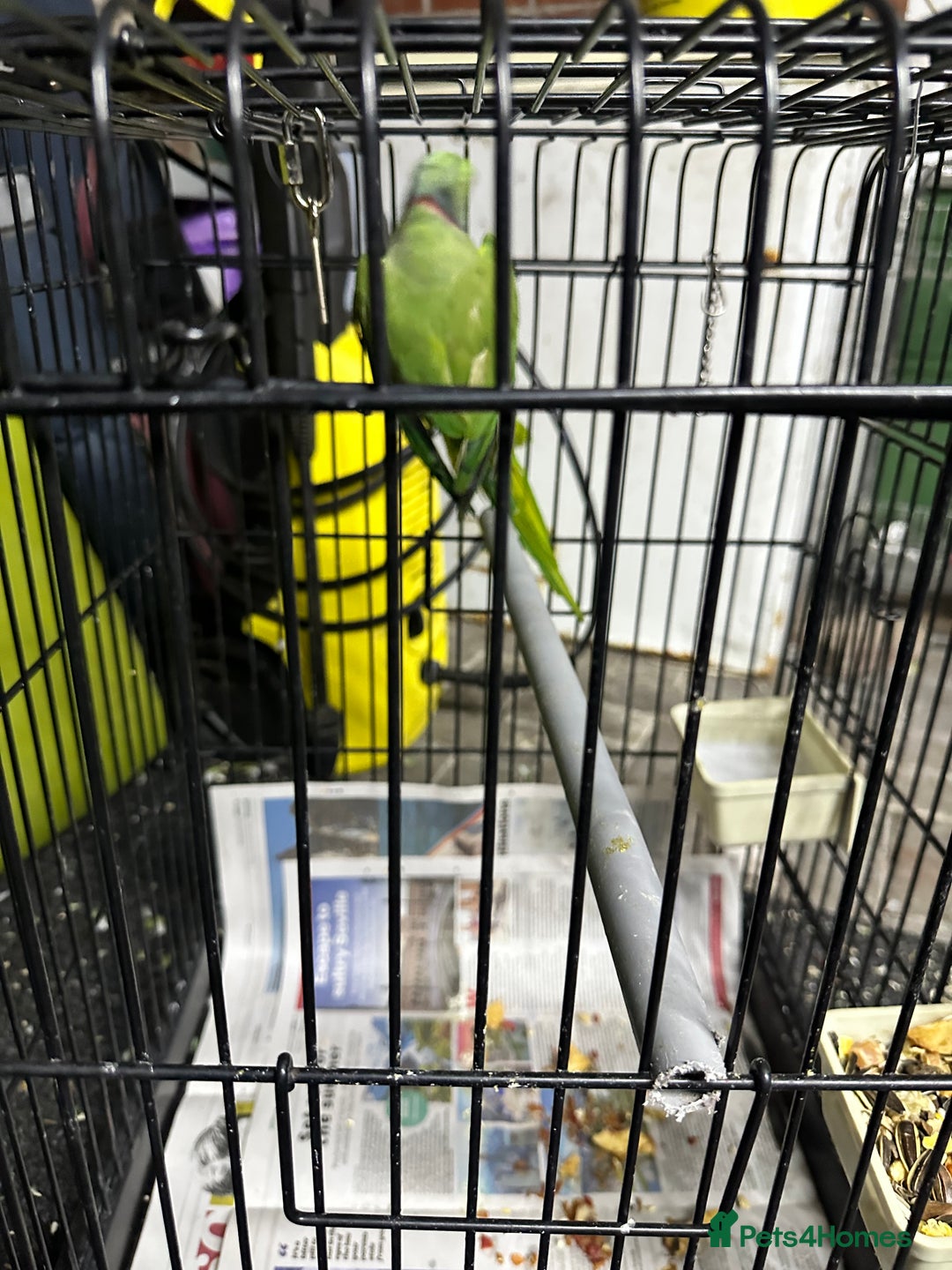 Parrots birds for sale: Parakeet parrot for sale - Image 6