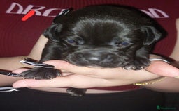 Mixed Breed dogs for sale: 6 beautiful black labrador x pocket bullie pups  - Image 6