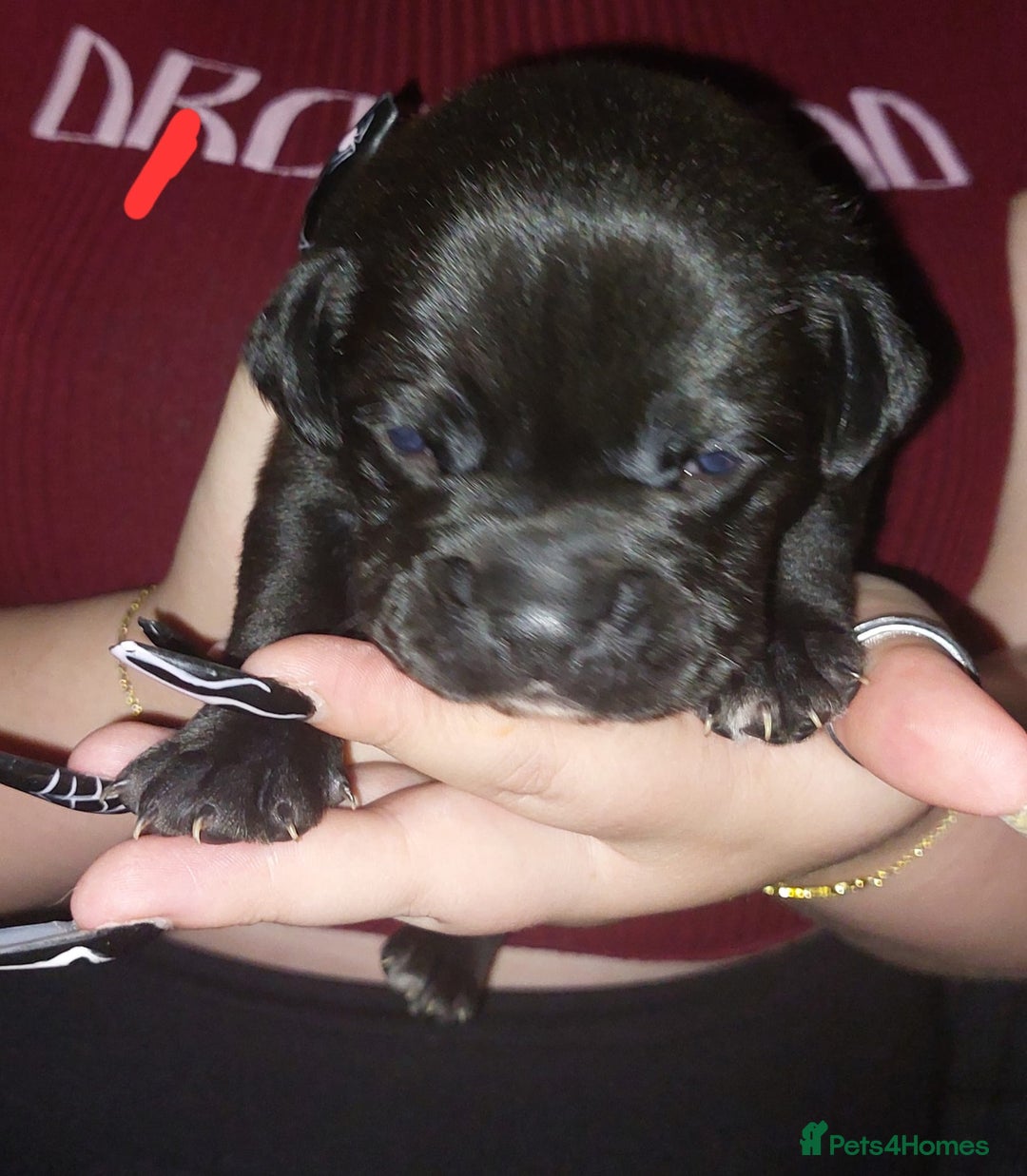 Mixed Breed dogs for sale: 6 beautiful black labrador x pocket bullie pups  - Image 6