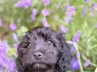 Cavapoo dogs ❤️ Ready now males and females ❤️ - Advert 4