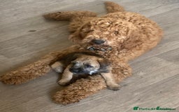 Labradoodle dogs for sale: Beautiful Labradoodle Puppies  - Image 21