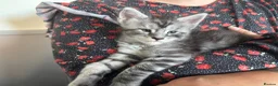 Maine Coon cats for sale: Tica Registered Stunning MaineCoon Kittens in Witney - Advert 10