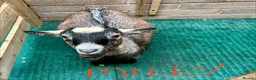 Goats livestock for sale: Pygmy goats, disbudded nanny’s  - Advert 12