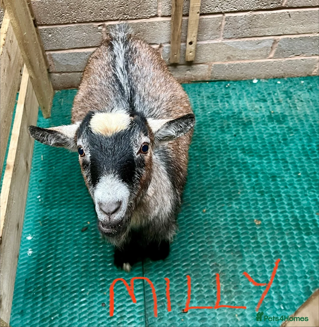 Goats livestock for sale: Pygmy goats, disbudded nanny’s  - Advert 12