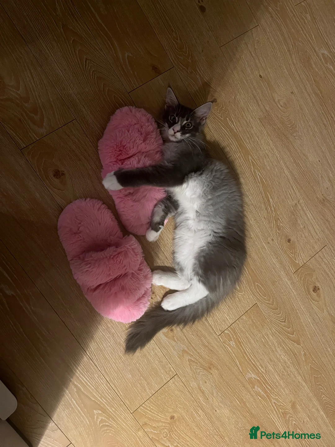 Maine Coon cats for sale: Male Maine coon blue and white bi colour tabby in Leigh-on-Sea - Advert 2