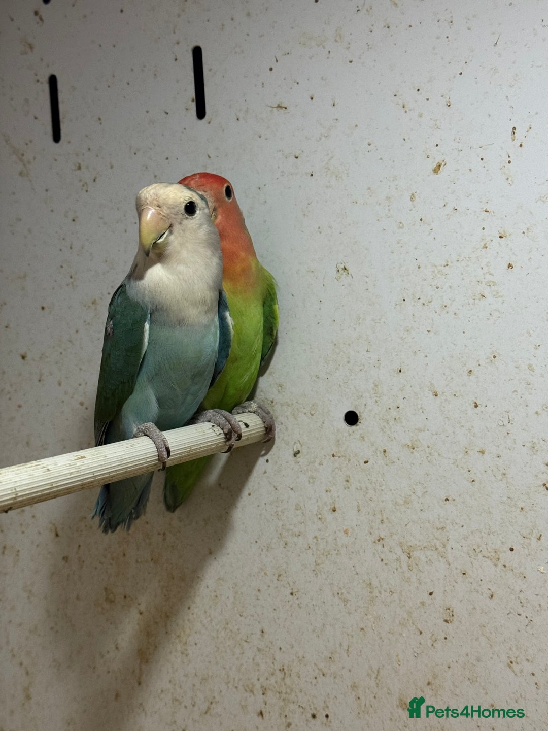 Lovebirds birds for sale: Lovebird females  - Advert 3