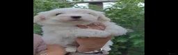 Coton De Tulear dogs for sale: Gorgeous Coton de Tulear puppies KC registered - Advert 9