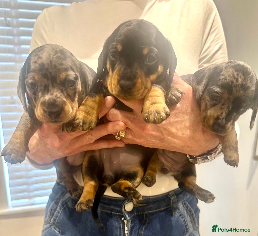 Miniature Dachshund dogs for sale: Miniature Kc registered dachshunds PRA clear  - Advert 2
