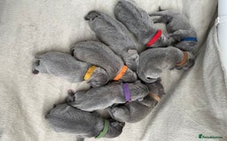 Staffordshire Bull Terrier dogs for stud: STUD…. Blue Siras champion bloodlines  in Stroud - Image 6
