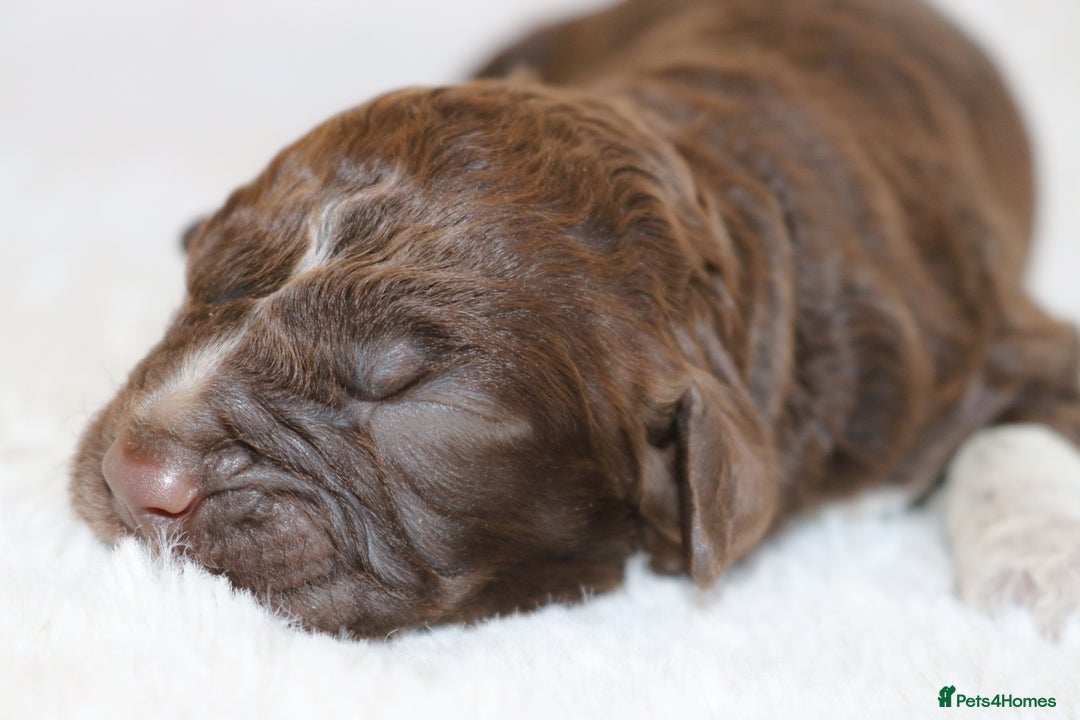 Lagotto Romagnolo dogs for sale: *READY NOW*10 WKS OLD* KC Reg Full Health Tested - Advert 12