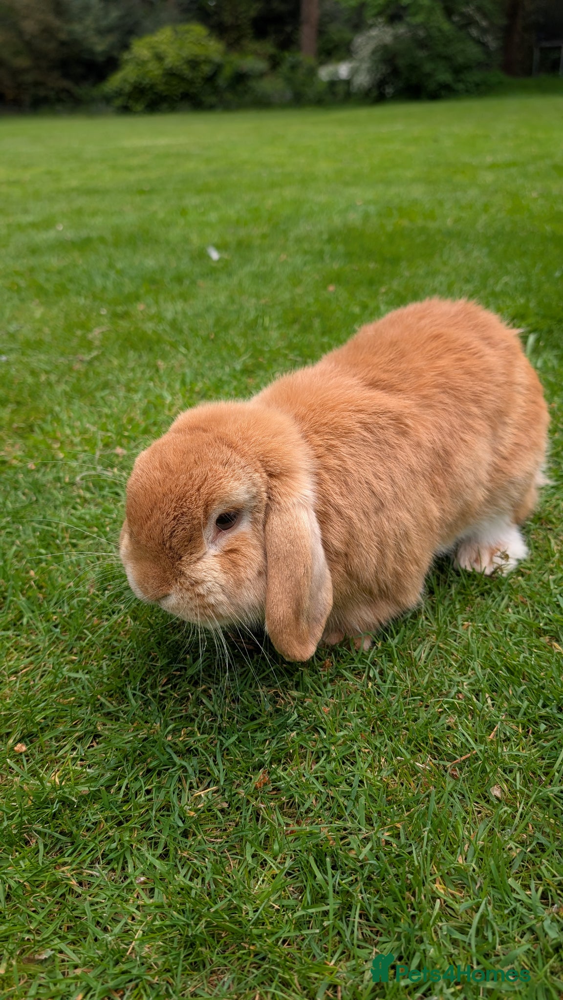 Mini Lop rabbits Friendly Purebred Mini Lop Buck – 1½ Years - Advert 5