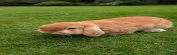 Mini Lop rabbits for sale: Friendly Purebred Mini Lop Buck – 1½ Years in Ferndown - Advert 1