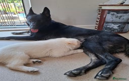 German Shepherd dogs for sale: Stunning litter of German shepherd puppies   - Image 21