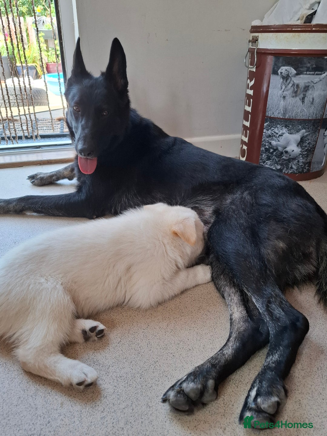 German Shepherd dogs for sale: Stunning litter of German shepherd puppies   - Image 21