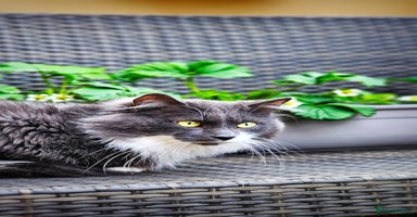 Norwegian Forest Cat cats in Bristol - Advert 8