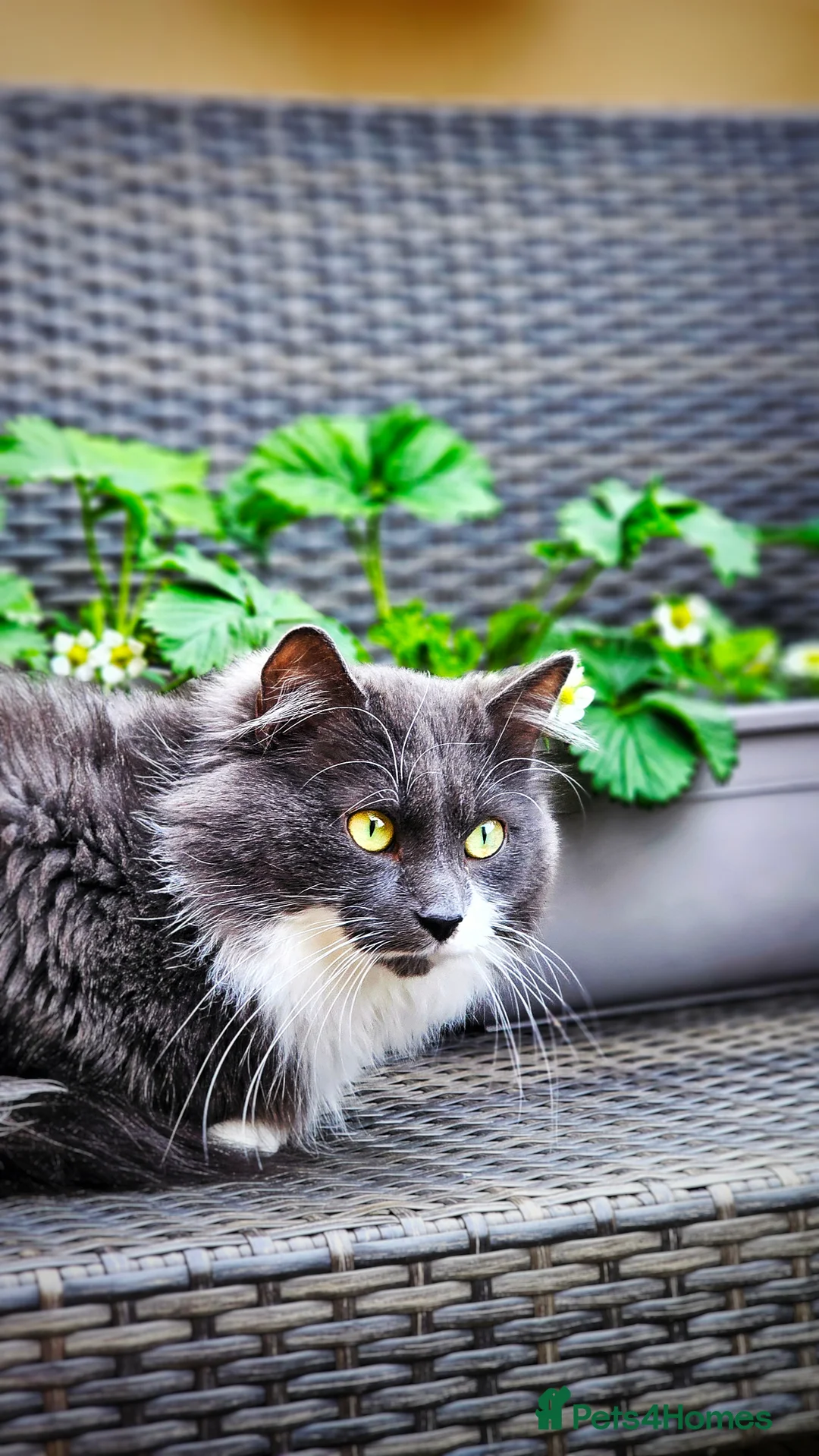 Norwegian Forest Cat cats for stud: Fluffy Romeo Seeking His Juliet – Meet Felix! in Bristol - Advert 2
