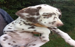 Dalmatian dogs for sale: Dalmatian puppies - Image 4