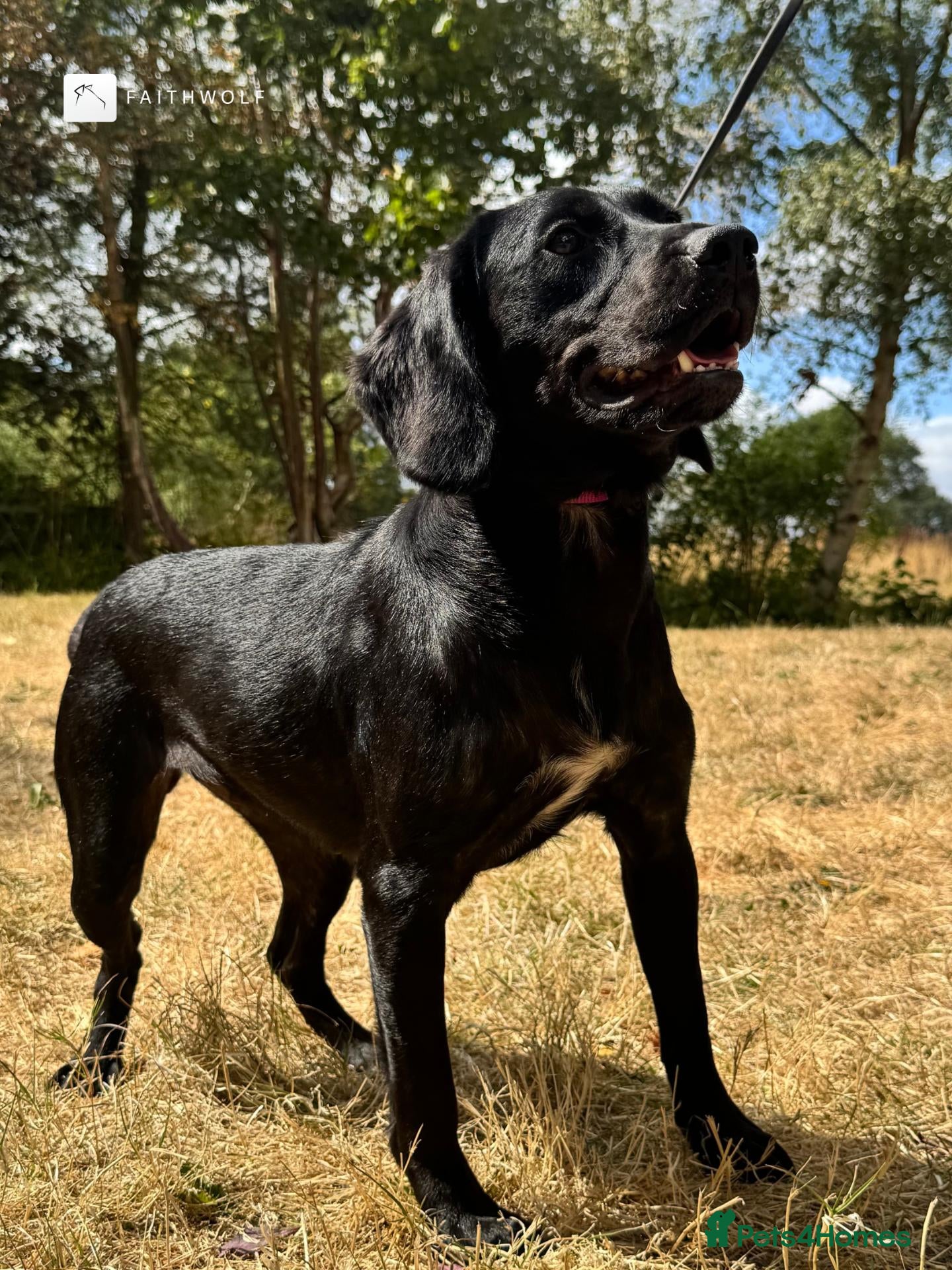 Springador dogs Willow - Fully Trained Pet Springador - Advert 1