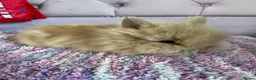 Lionhead rabbits for sale: Double mained lionhead babies  - Advert 2