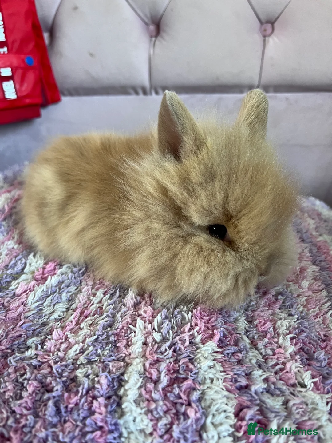 Lionhead rabbits for sale: Double mained lionhead babies  - Advert 2