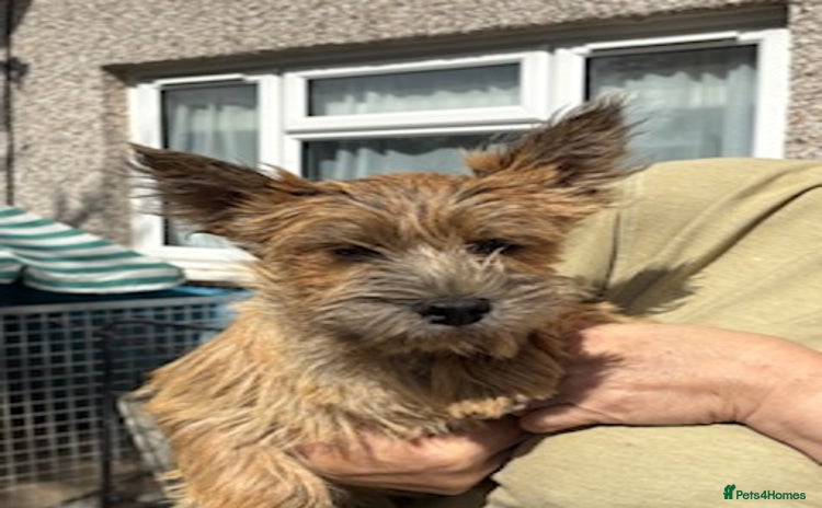 Cairn Terrier dogs - Advert 1