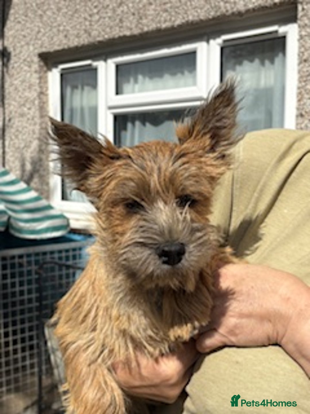 Cairn Terrier dogs for sale: Cairn Terrier Puppies - Image 1