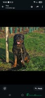 Rottweiler dogs - Advert 4