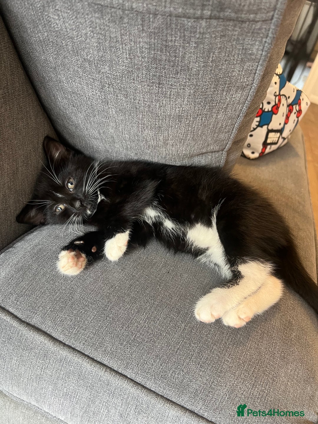 Mixed Breed cats for sale: 🚨TWO BOYS URGENTLY NEEDING HOMES🚨 - Image 5