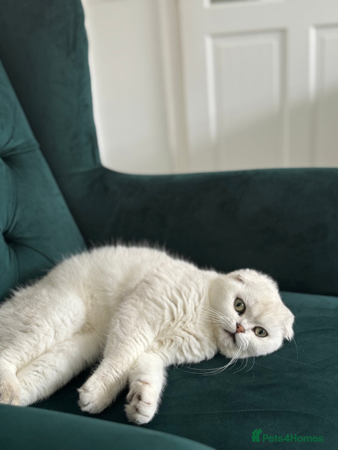 Scottish Fold cats for sale: Scottish fold (triple fold) - Image 4