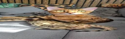 Bengal cats for sale: Ready NOW.. need go ASAP - Advert 2