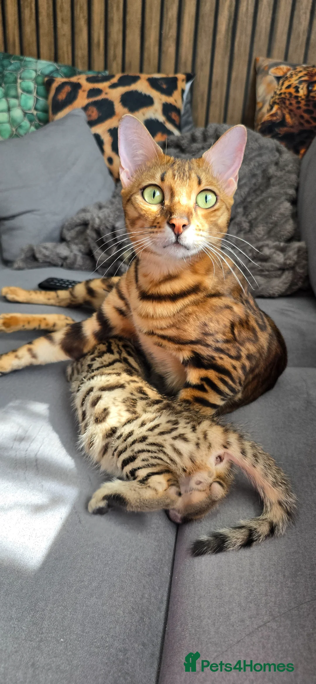 Bengal cats for sale: Ready NOW.. need go ASAP - Advert 2