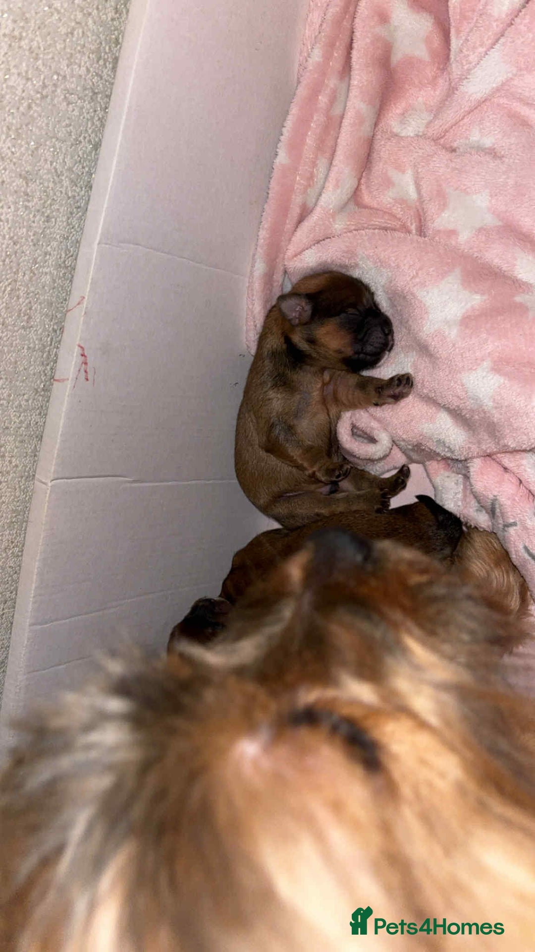 Mixed Breed dogs for sale: Lhasa-apso x Pomeranian pups - Advert 9