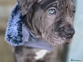 Mixed Breed dogs Presa X Neo puppy 13weeks ready now! - Advert 13