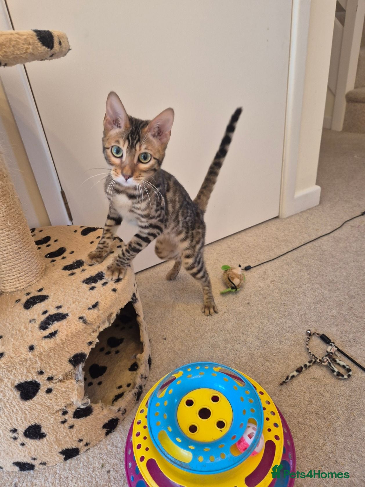 Bengal cats Stunning Pedigree Bengal Kittens - Advert 19