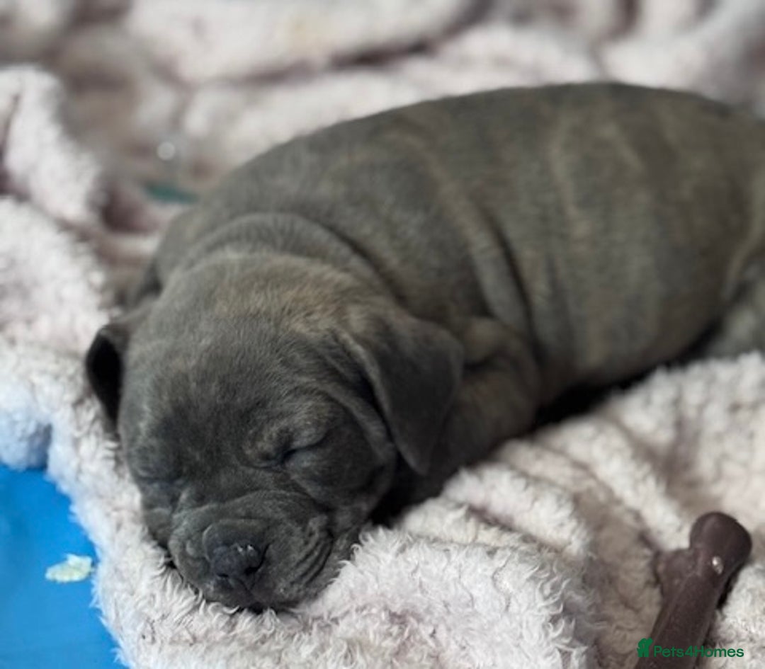 Mixed Breed dogs for sale: Pocket bully (mom) x staffy - Image 9