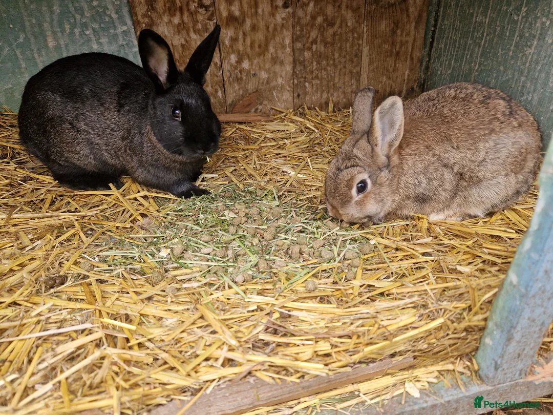 Mixed Breed rabbits for sale: Gorgeous pair of mixed breed girls- Dutch x Dwarf - Advert 2
